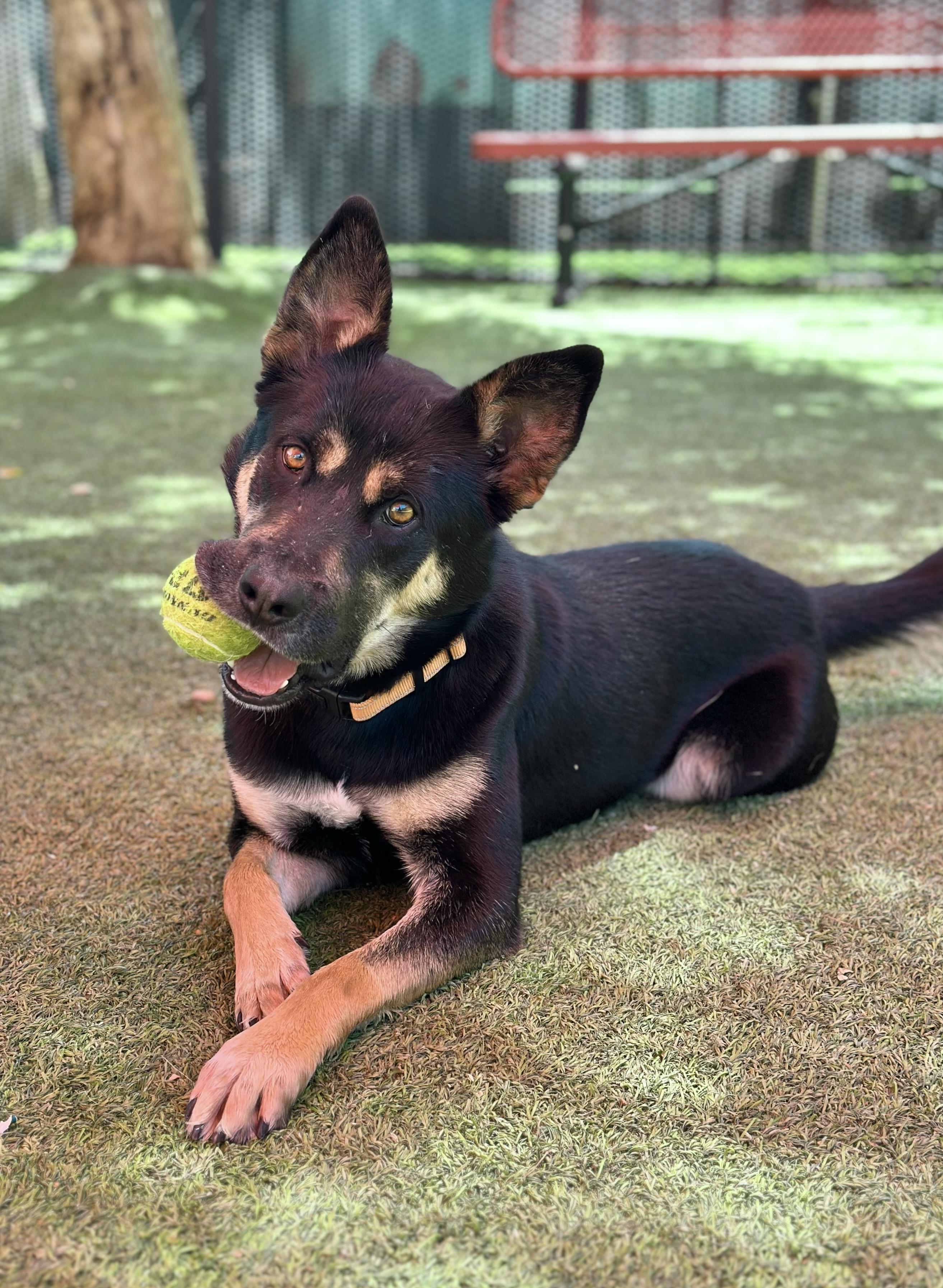 Buck, a Adoptable mixed breed image 2/3