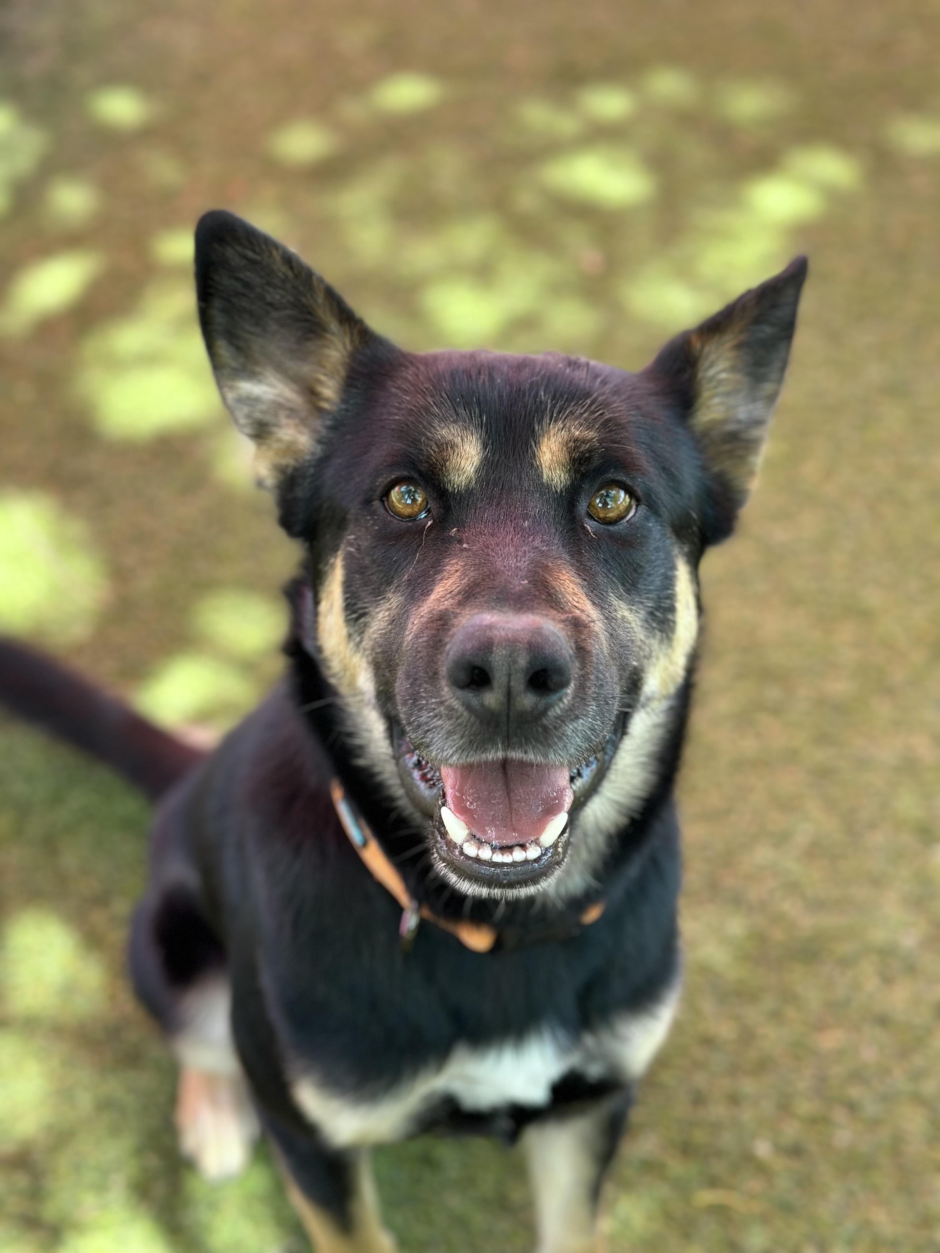 Buck, a Adoptable mixed breed image 3/3