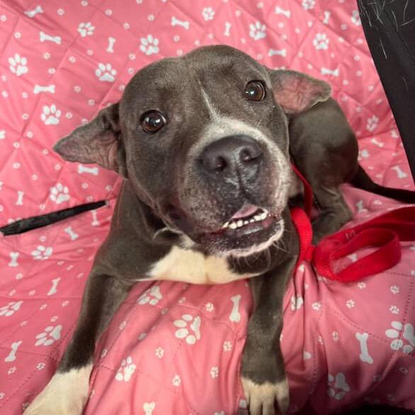 Enlarge Chaddington, a Adoptable Pit Bull Terrier in Tuscaloosa, AL image 1/3