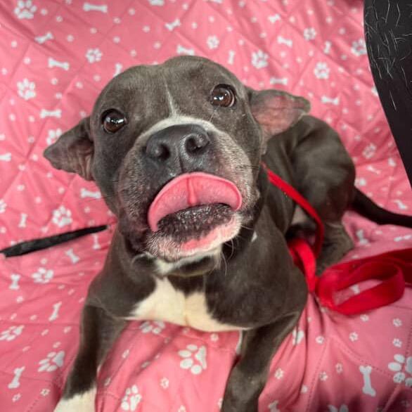 Enlarge Chaddington, a Adoptable Pit Bull Terrier in Tuscaloosa, AL image 2/3