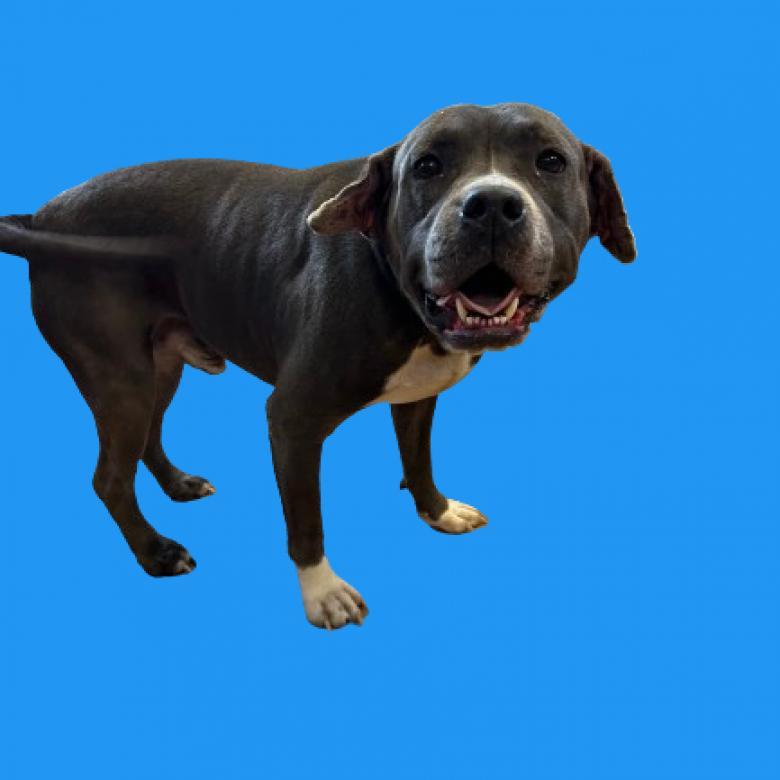 Enlarge Chaddington, a Adoptable Pit Bull Terrier in Tuscaloosa, AL image 3/3