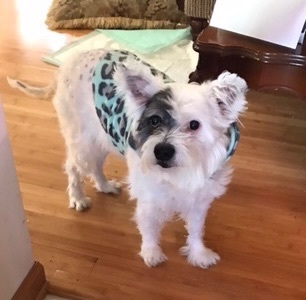 Charlie & Patches BONDED, Adoptable, Senior Male Pomeranian & Chihuahua.