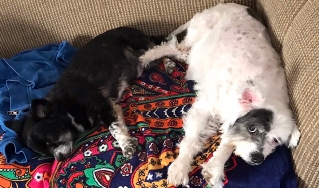 Charlie & Patches BONDED, a Adoptable mixed breed in Union Grove, WI image 2/3