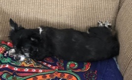 Charlie & Patches BONDED, a Adoptable mixed breed in Union Grove, WI image 3/3