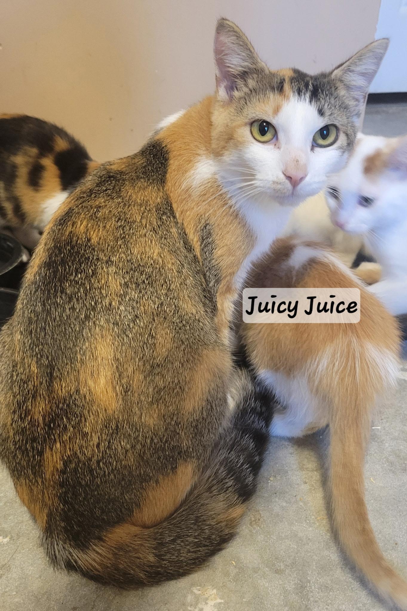 Enlarge Juicy juice, a Adoptable Domestic Short Hair in Indianapolis, IN image 2/4