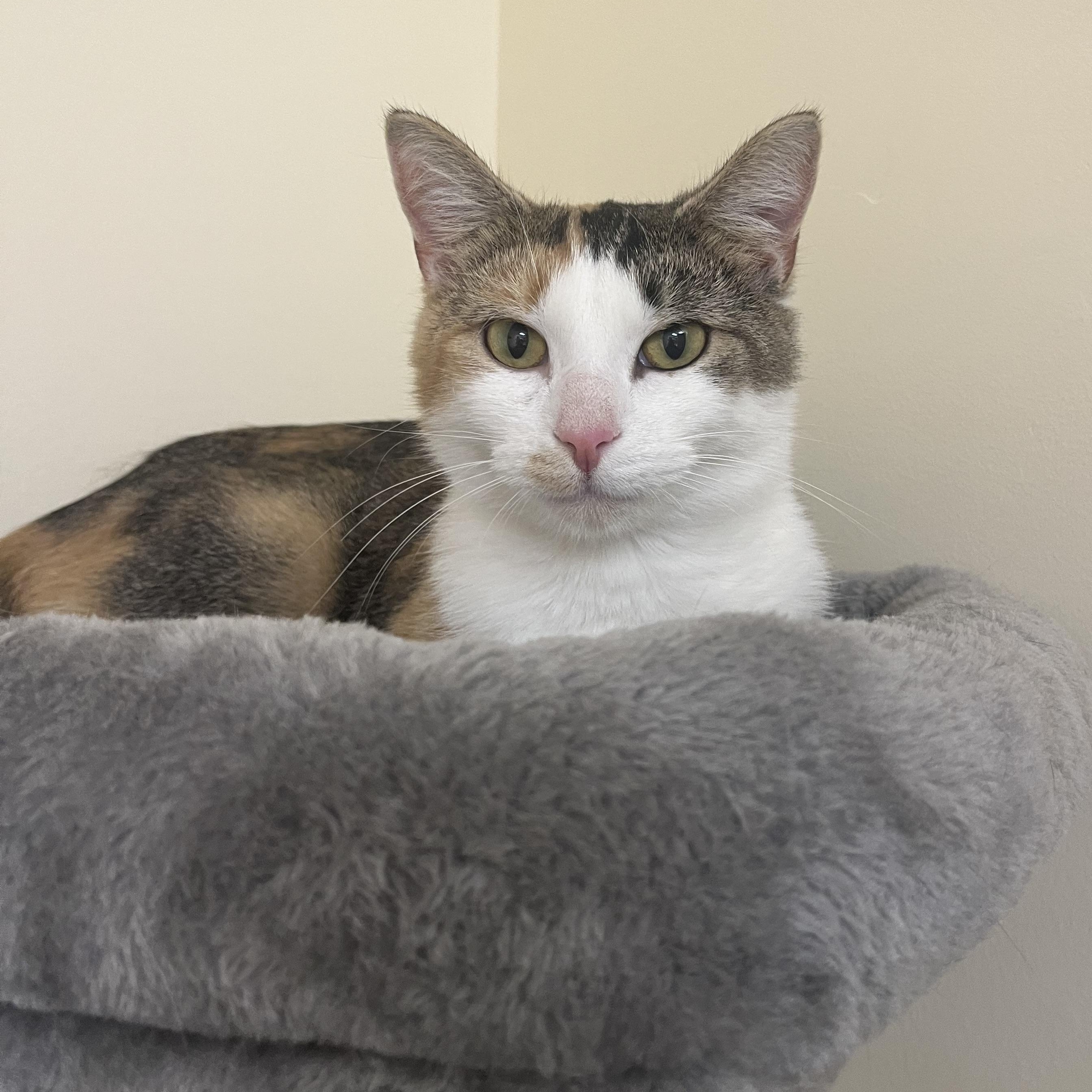 Enlarge Juicy juice, a Adoptable Domestic Short Hair in Greenwood, IN image 4/6