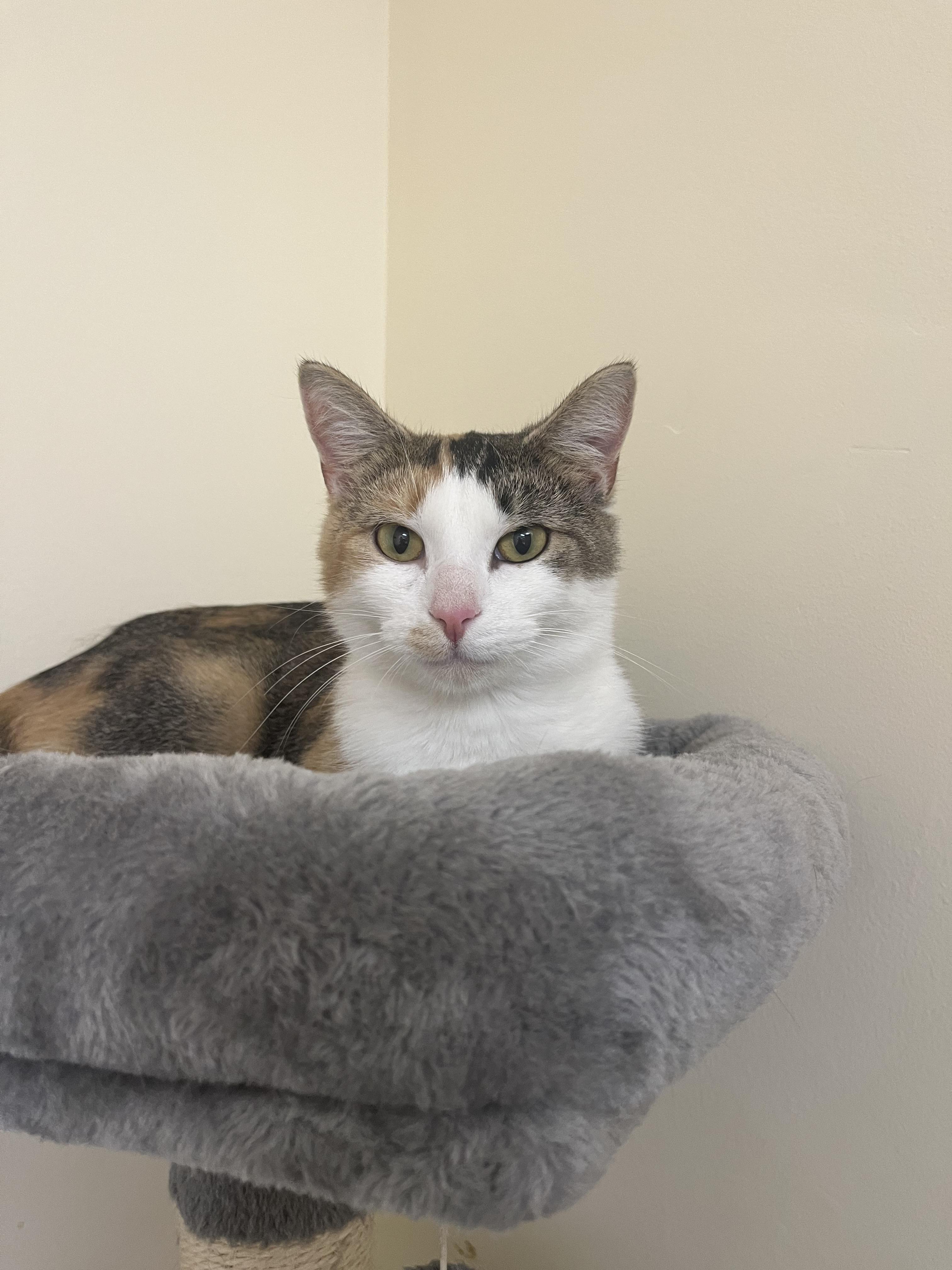 Enlarge Juicy juice, a Adoptable Domestic Short Hair in Indianapolis, IN image 3/4