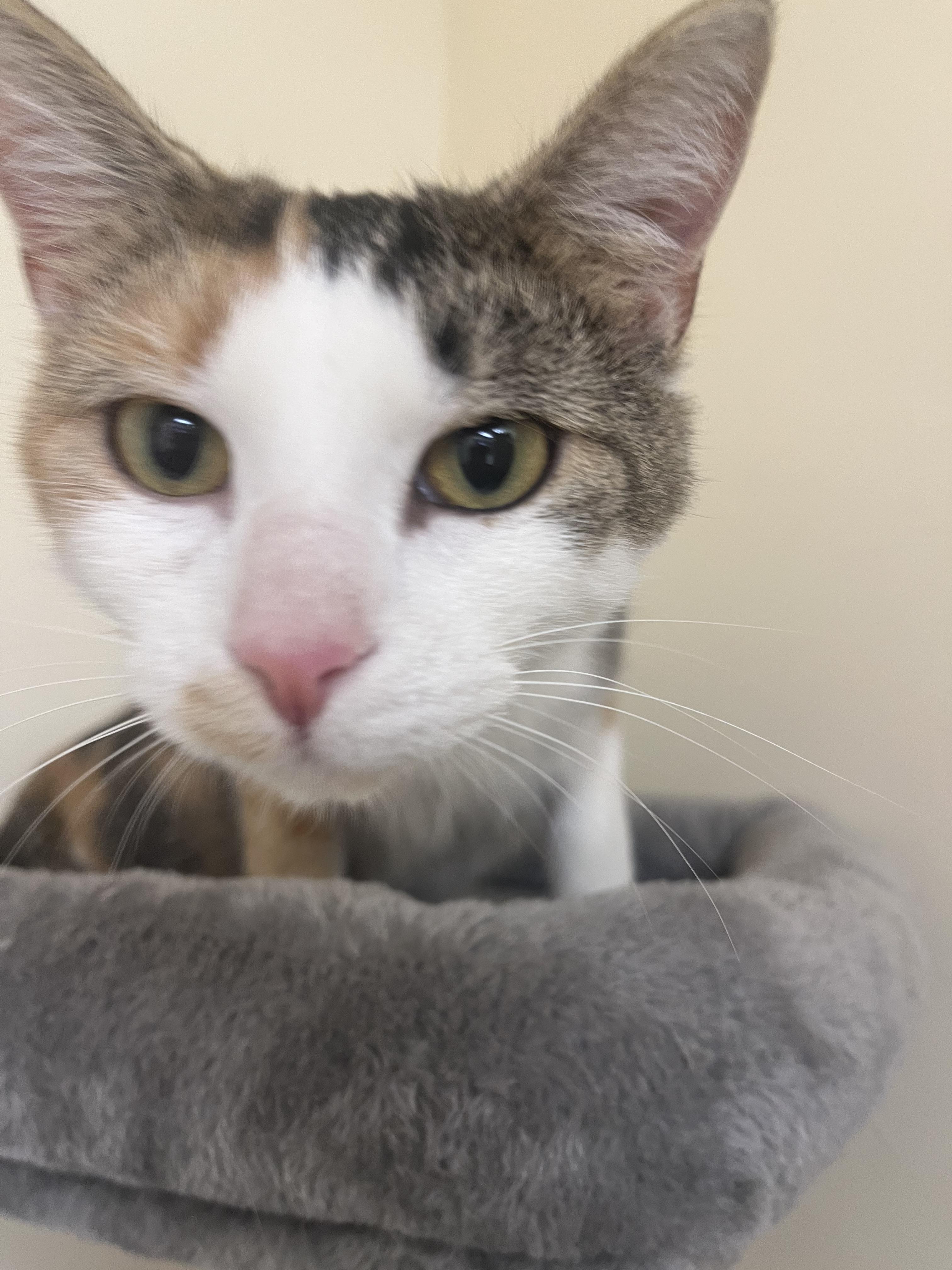 Enlarge Juicy juice, a Adoptable Domestic Short Hair in Indianapolis, IN image 4/4