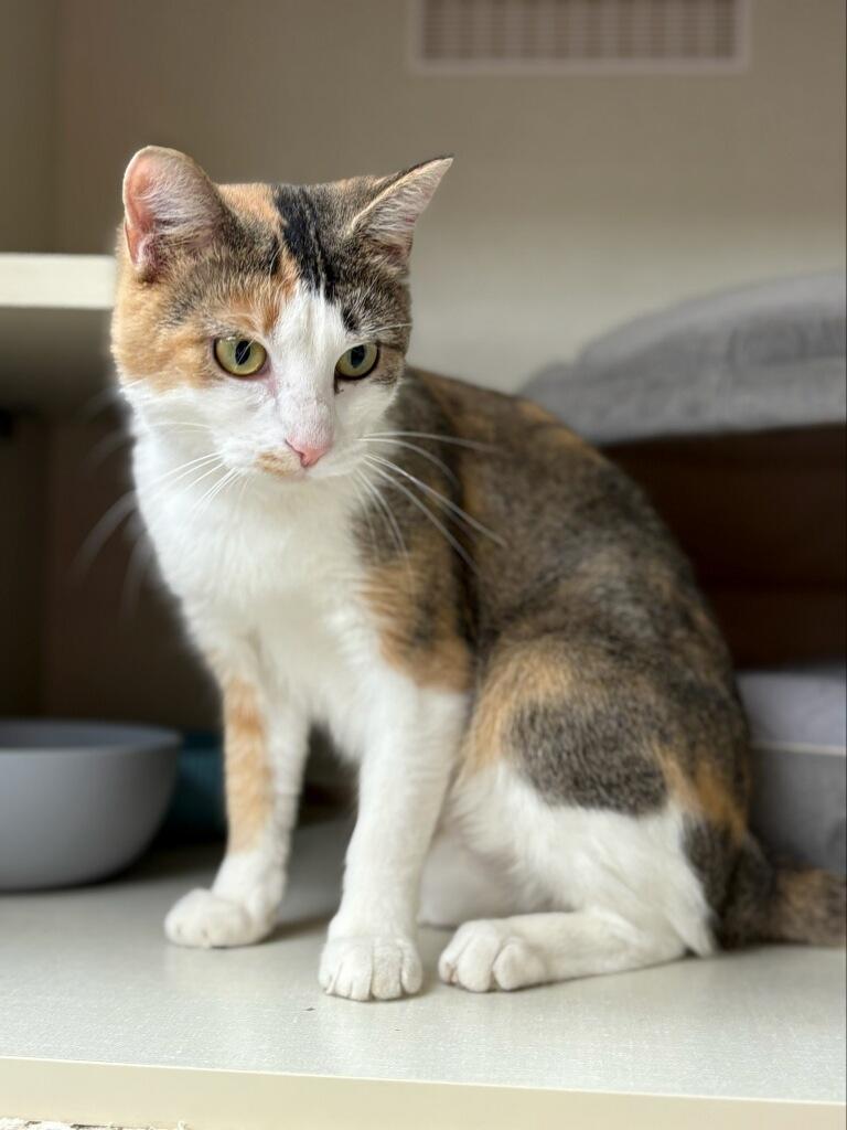 Enlarge Juicy juice, a Adoptable Domestic Short Hair in Indianapolis, IN image 1/4