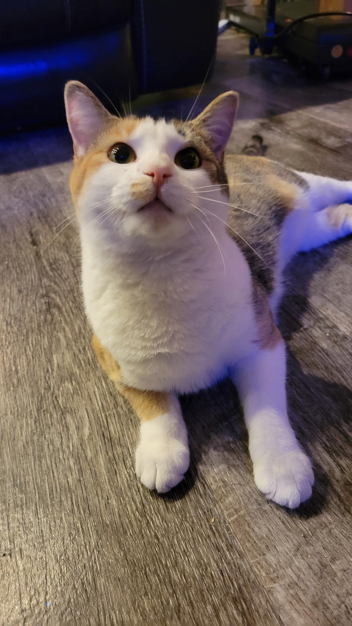 Enlarge Juicy juice, a Adoptable Domestic Short Hair in Greenwood, IN image 6/6