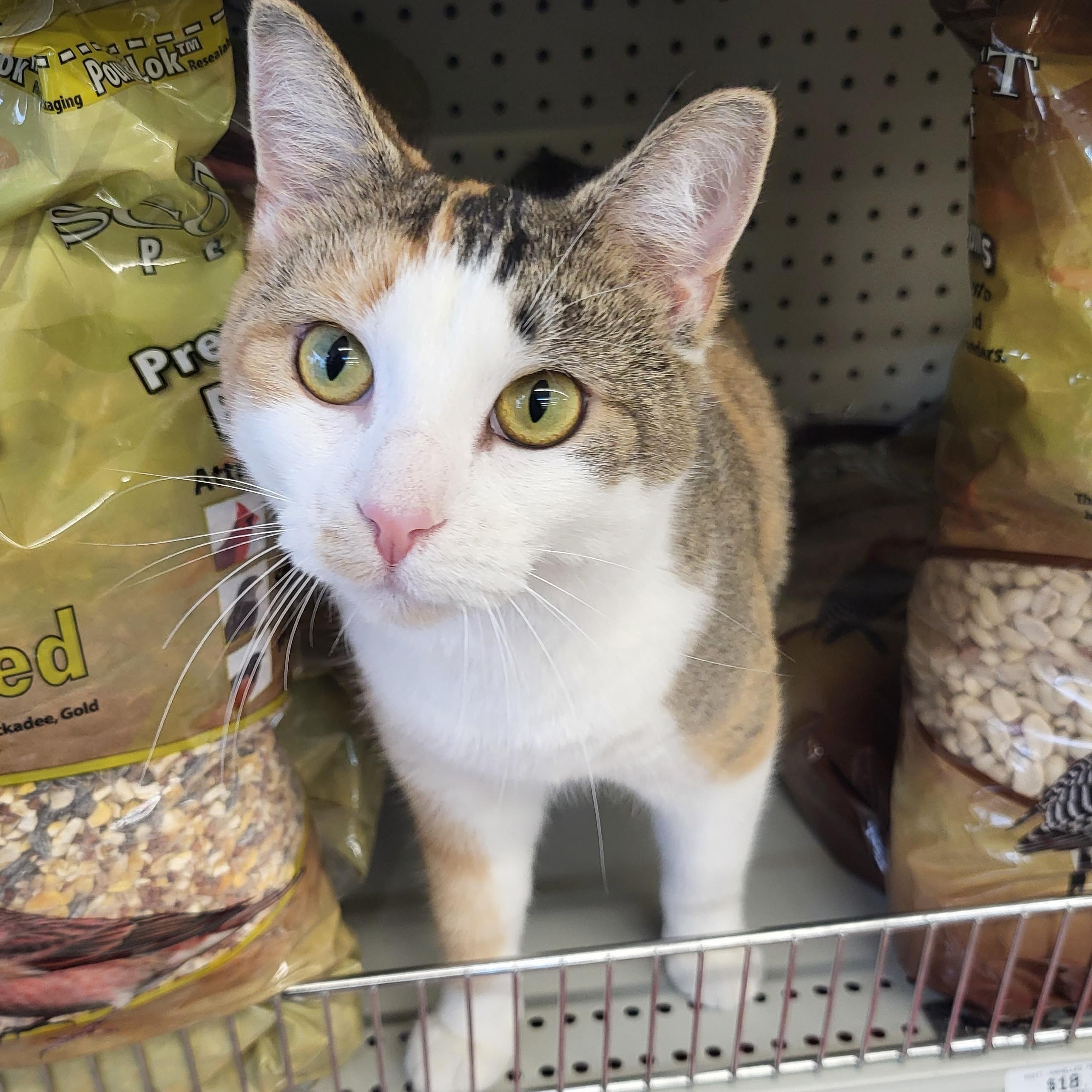 Enlarge Juicy juice, an adopted Domestic Short Hair in Indianapolis, IN image 6/6