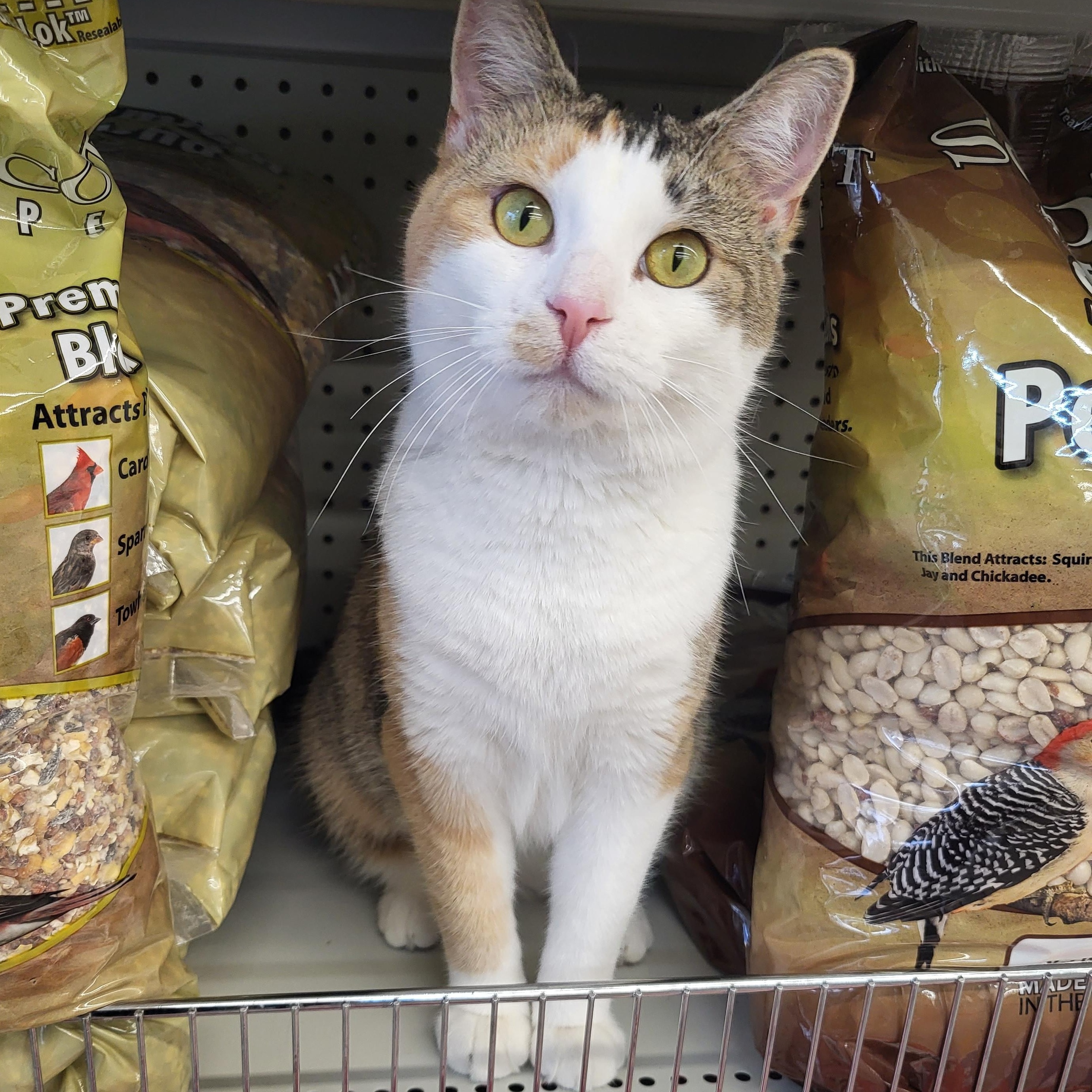 Enlarge Juicy juice, an adopted Domestic Short Hair in Indianapolis, IN image 1/6