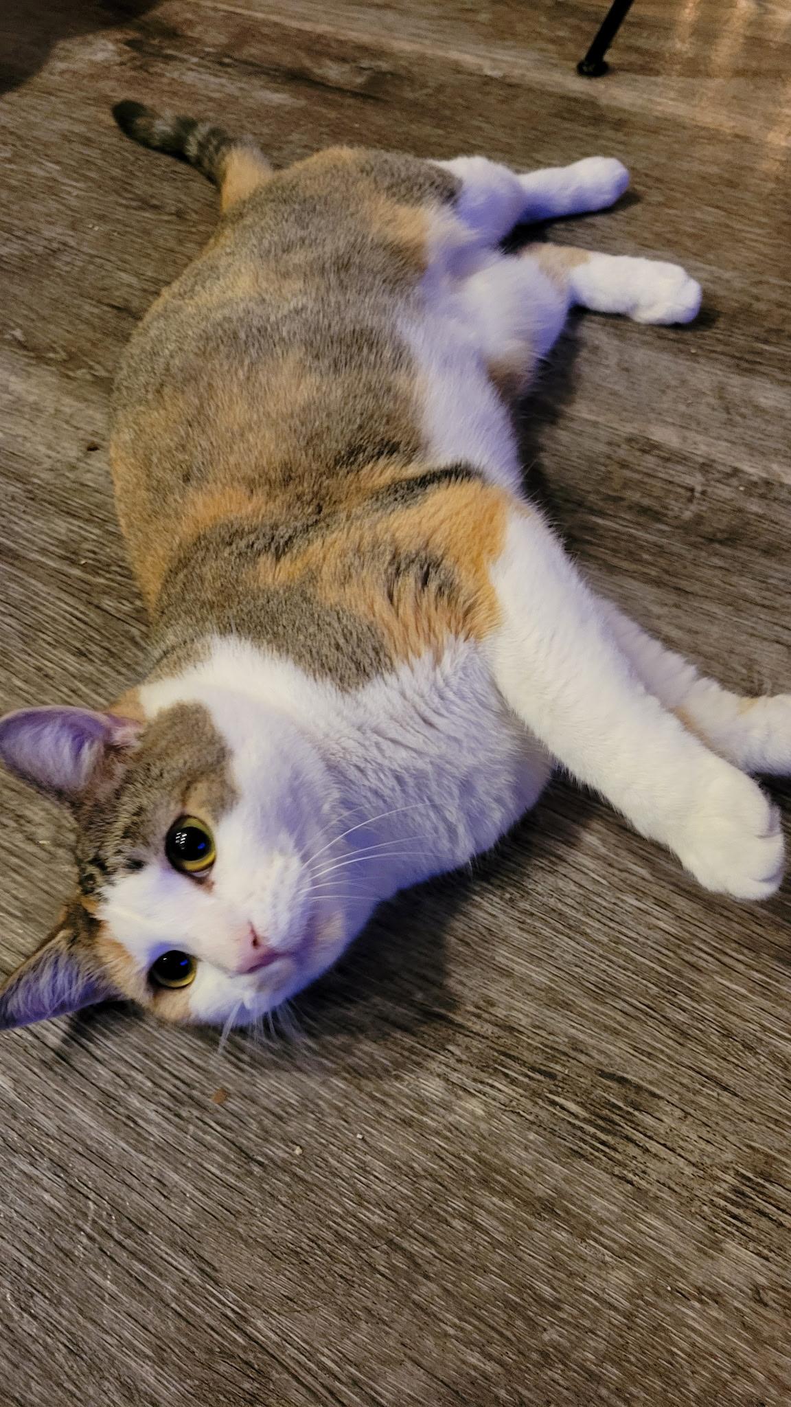 Enlarge Juicy juice, a Adoptable Domestic Short Hair in Greenwood, IN image 2/6