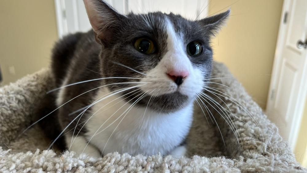 Grace, Adoptable, Young Female Domestic Short Hair.