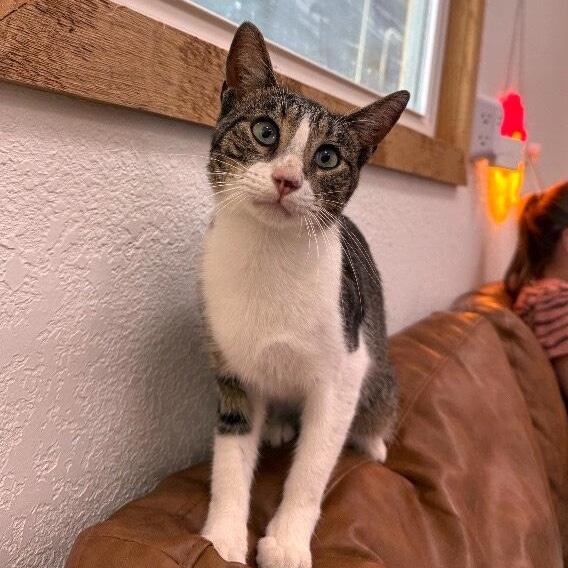 Noodles Newman — thumbnail 2