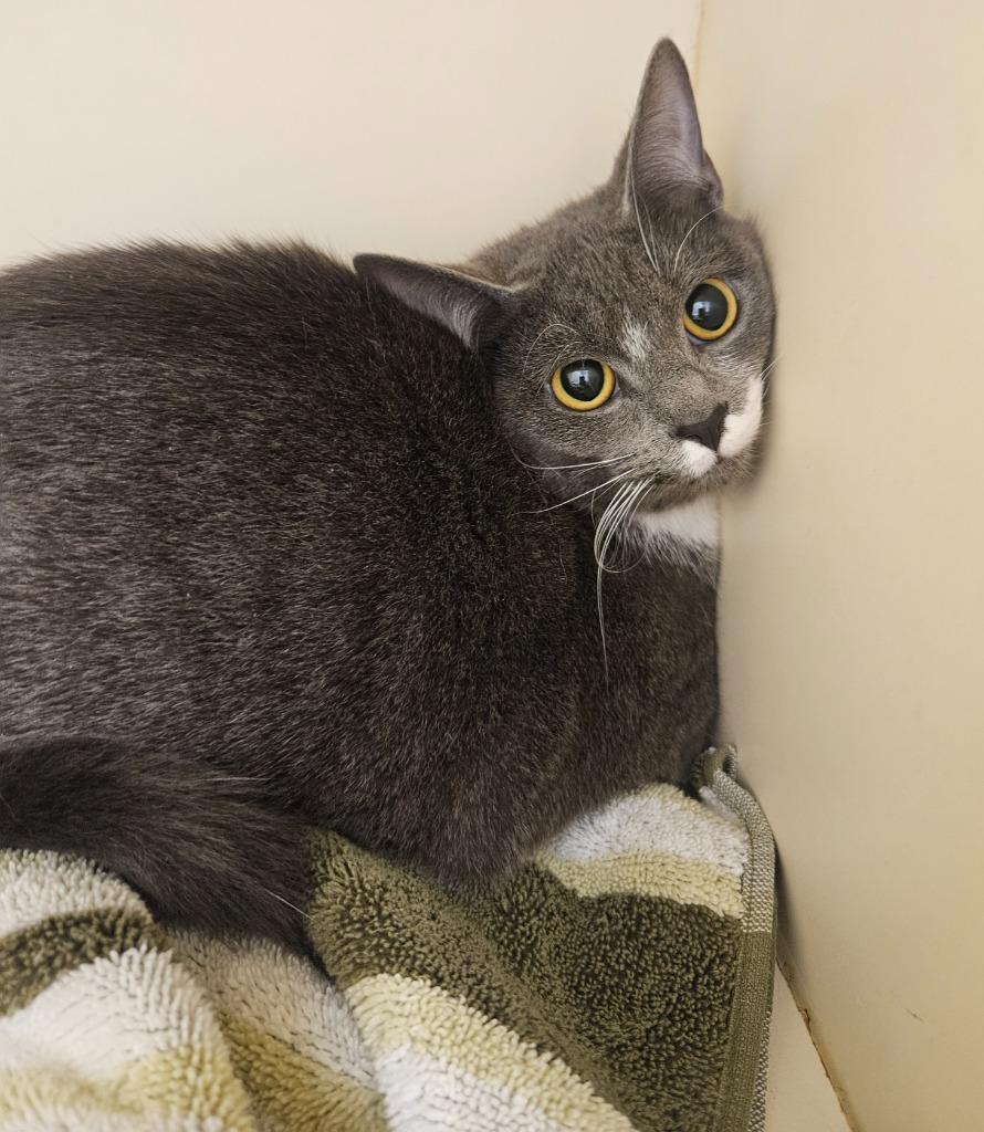 Enlarge Nala, a Adoptable mixed breed in Bloomington, IN image 1/1