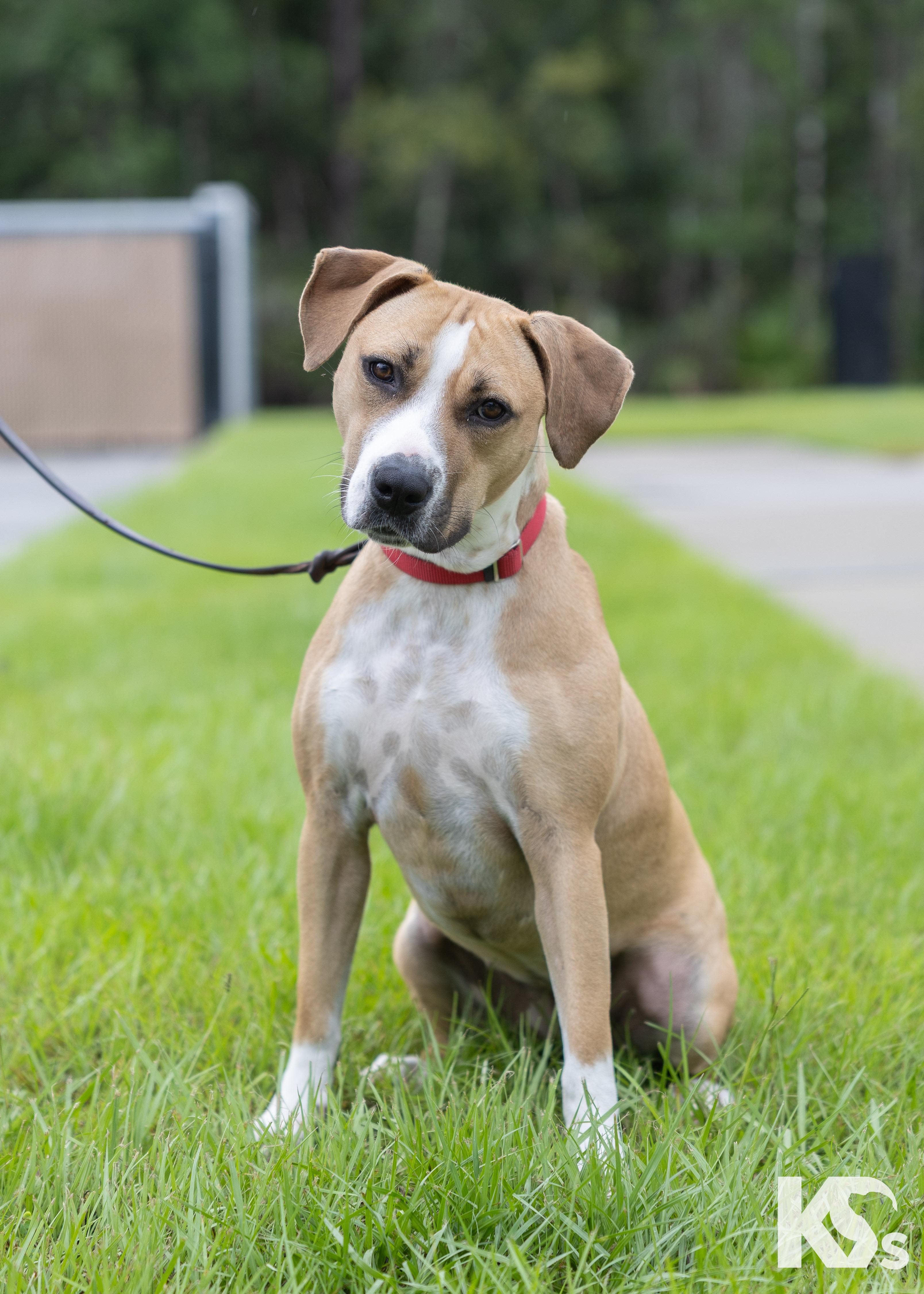Cholula, a ADOPTABLE mixed breed in Ponte Vedra, FL image 1/5