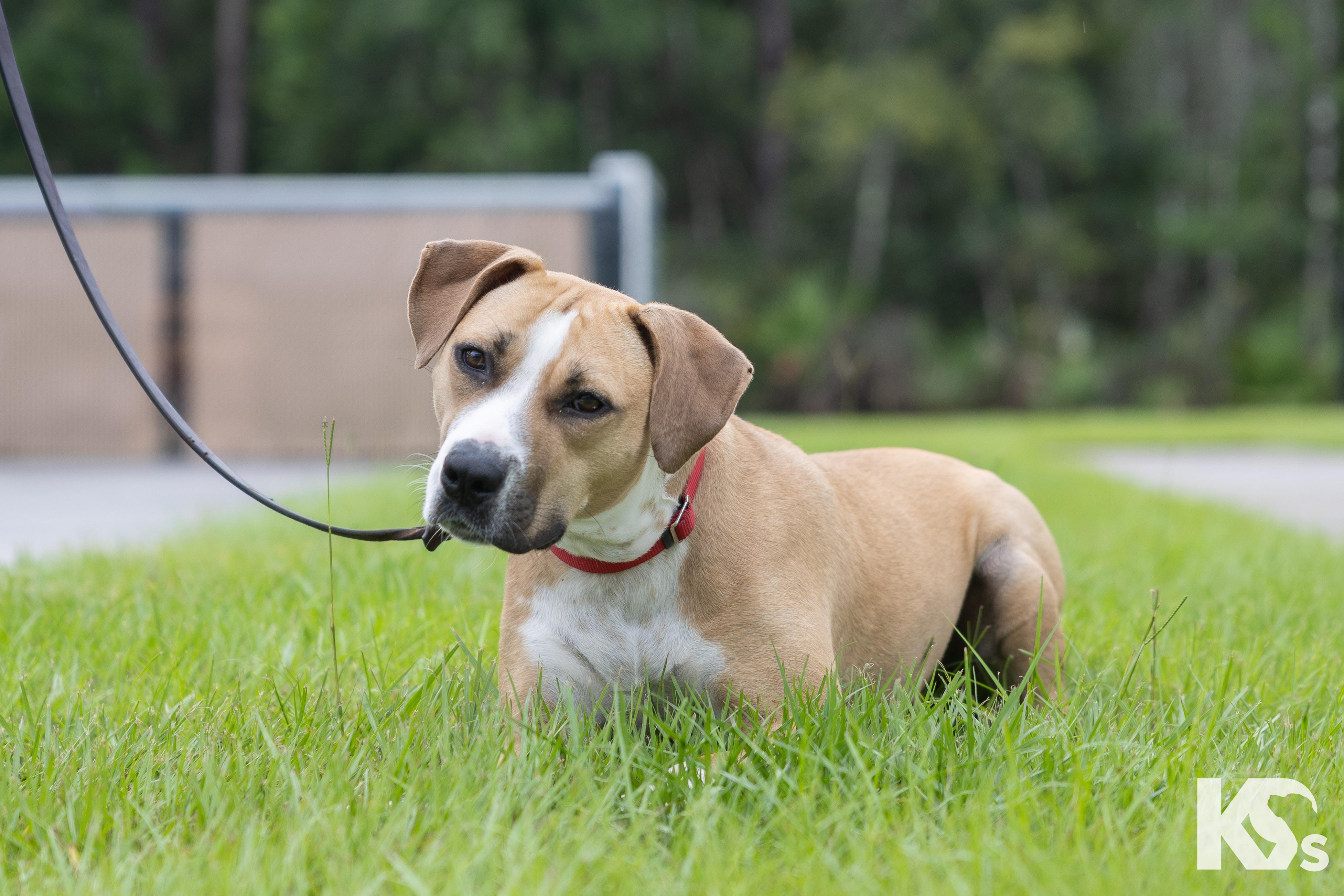 Cholula, a ADOPTABLE mixed breed in Ponte Vedra, FL image 4/5