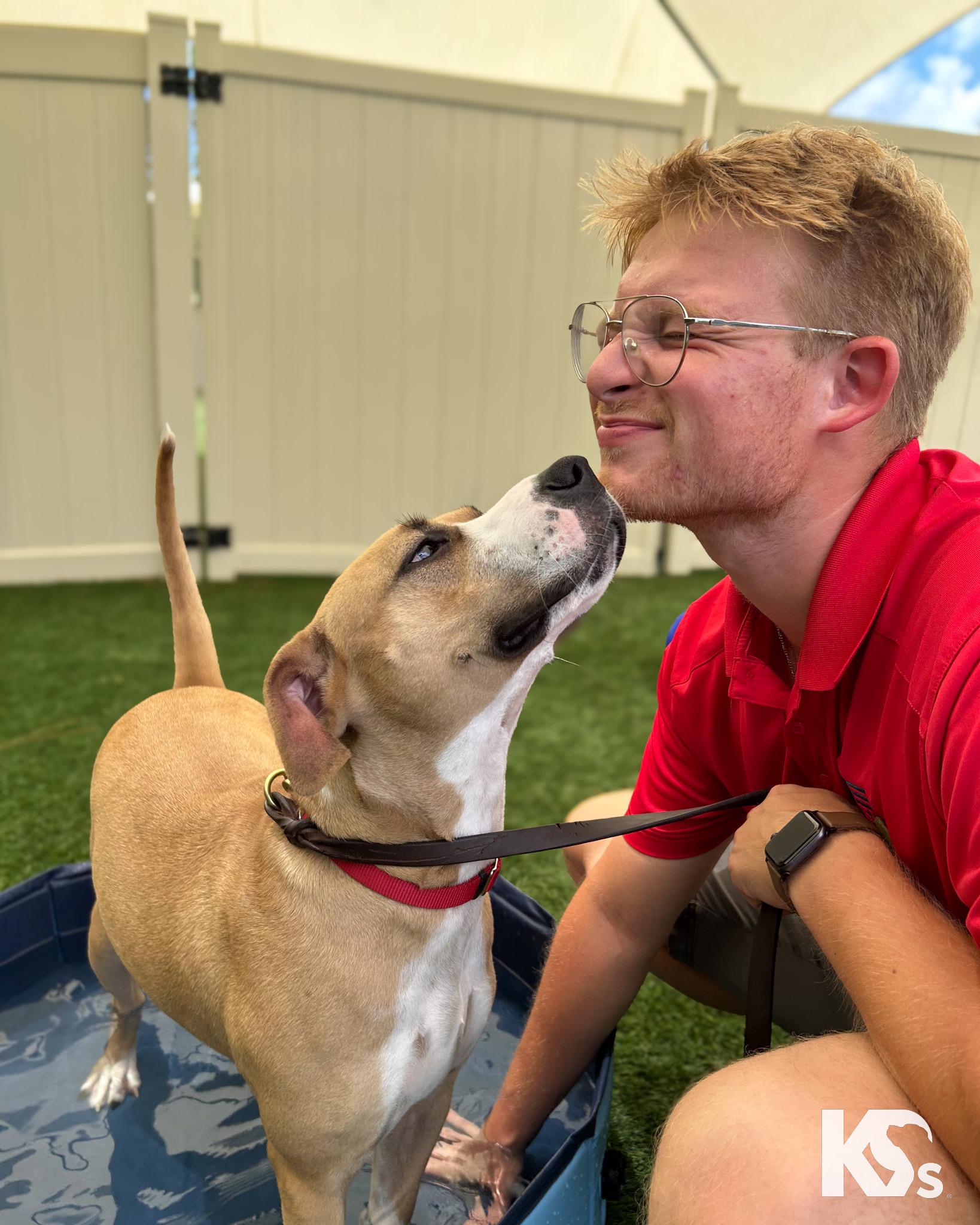 Cholula, Adoptable, Young Female Carolina Dog & American Staffordshire Terrier.