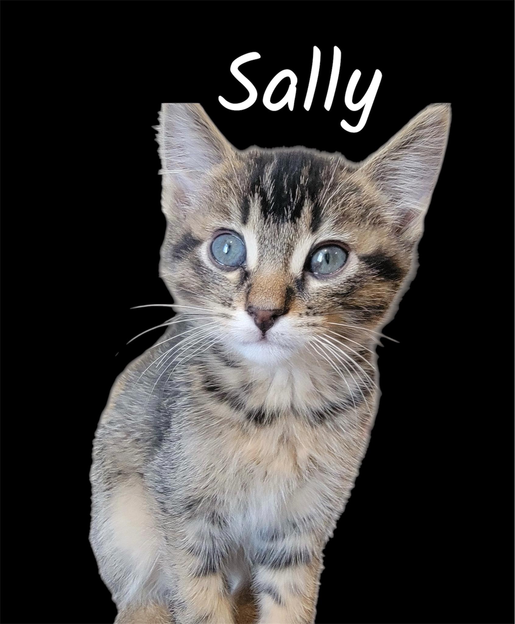 Enlarge Sally, an adopted Domestic Short Hair in Auburn, CA image 1/1
