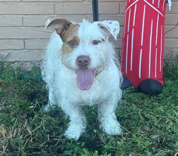 Enlarge Maverick, a Adoptable mixed breed in West Palm Beach, FL image 1/6