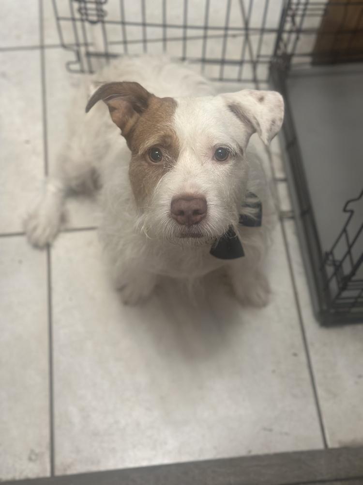 Enlarge Maverick, a Adoptable mixed breed in West Palm Beach, FL image 2/6