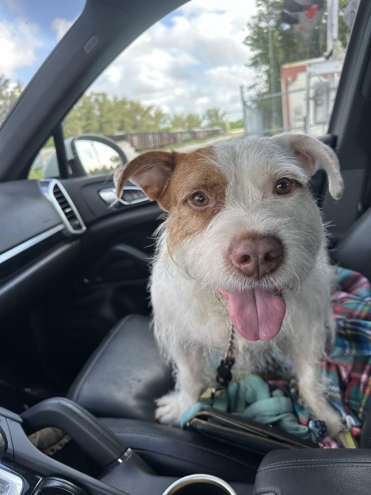 Enlarge Maverick, a Adoptable mixed breed in West Palm Beach, FL image 3/6