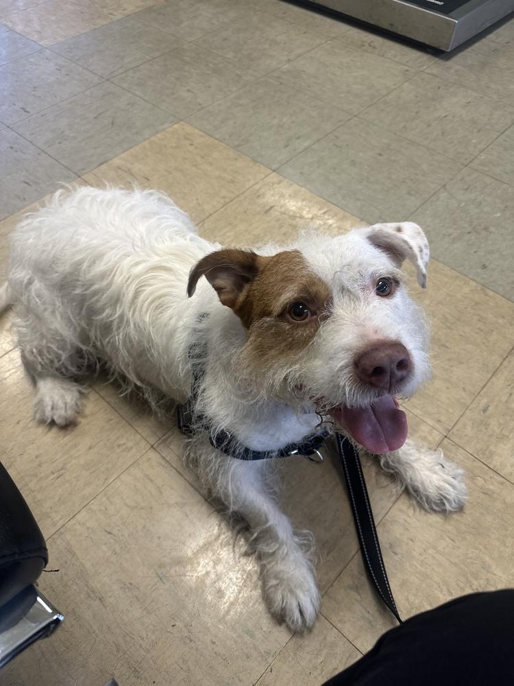 Enlarge Maverick, a Adoptable mixed breed in West Palm Beach, FL image 4/6