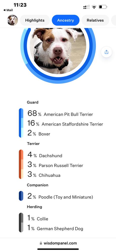 Enlarge Maverick, a Adoptable mixed breed in West Palm Beach, FL image 5/6