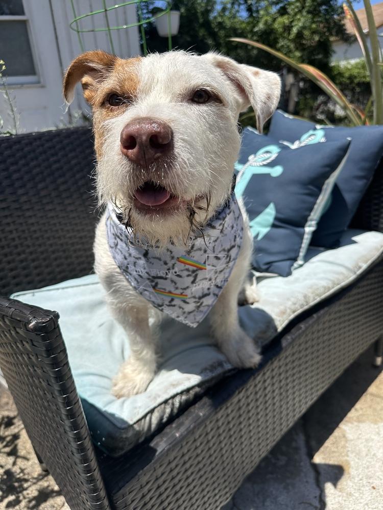 Enlarge Maverick, a Adoptable mixed breed in West Palm Beach, FL image 5/6