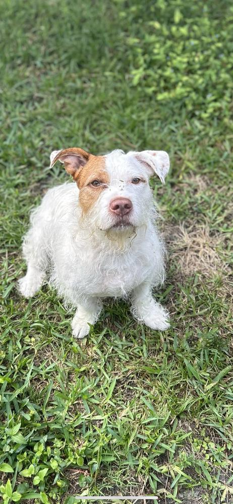 Enlarge Maverick, a Adoptable mixed breed in West Palm Beach, FL image 6/6