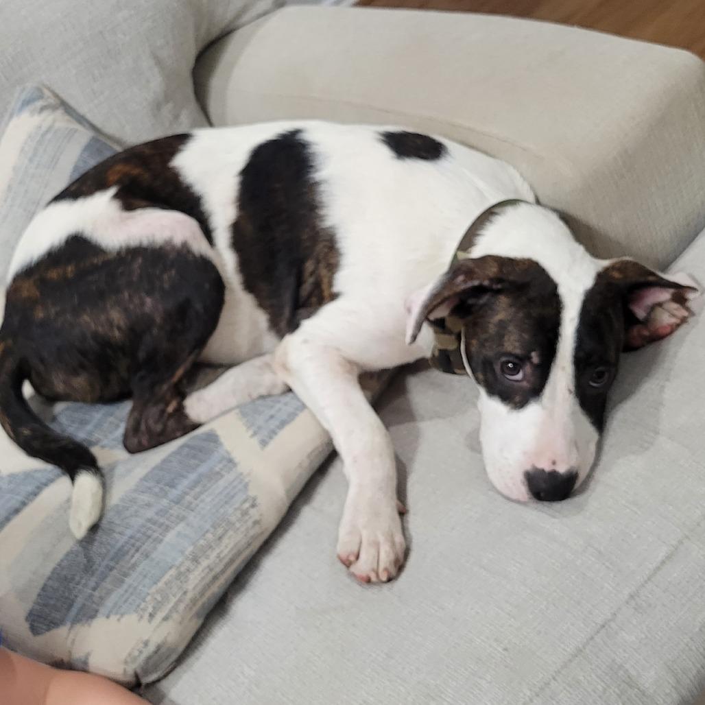 Felix, a Adoptable mixed breed in Houston, TX image 1/6