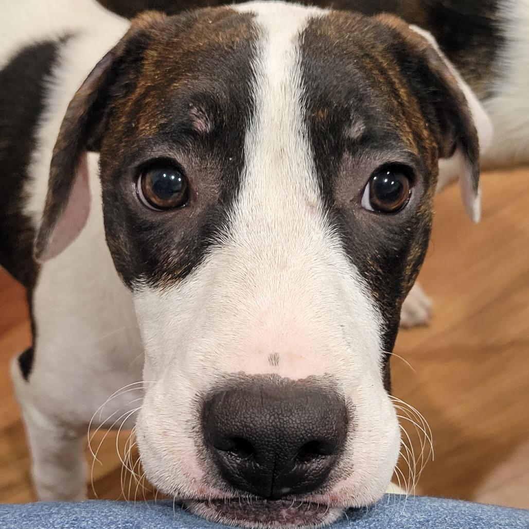 Felix, a Adoptable mixed breed in Houston, TX image 2/6