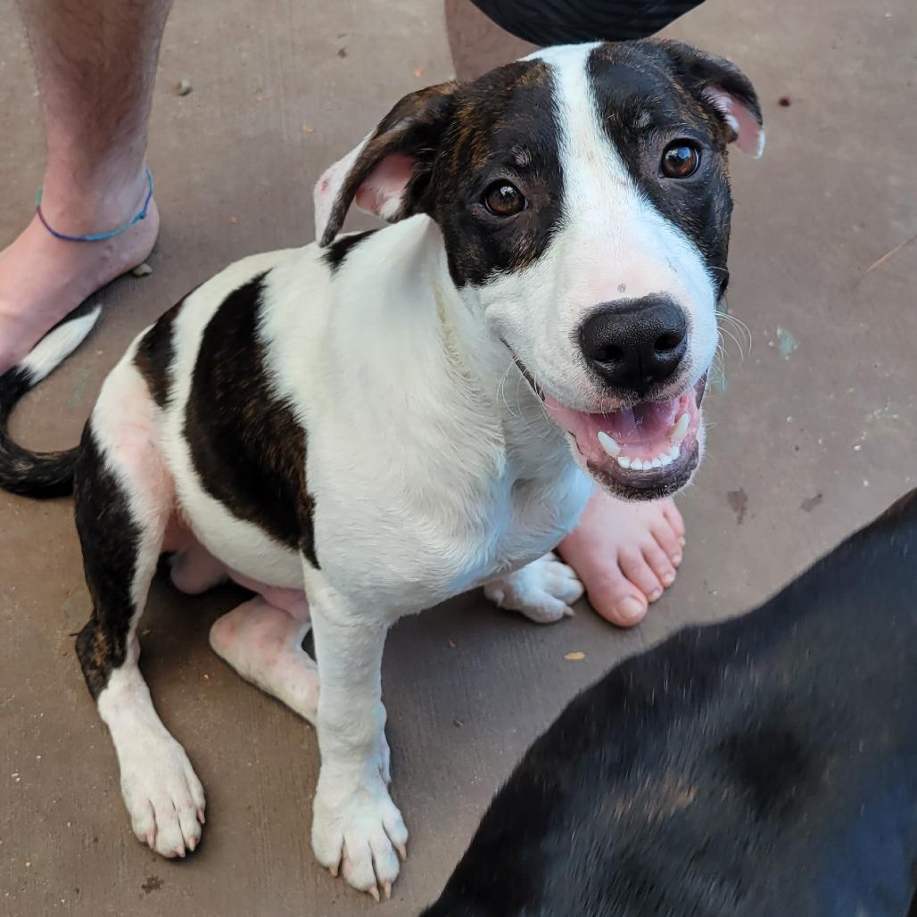 Felix, a Adoptable mixed breed in Houston, TX image 3/6