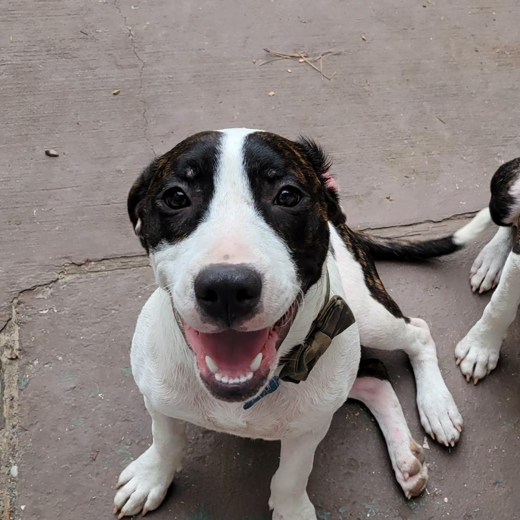 Felix, a Adoptable mixed breed in Houston, TX image 4/6