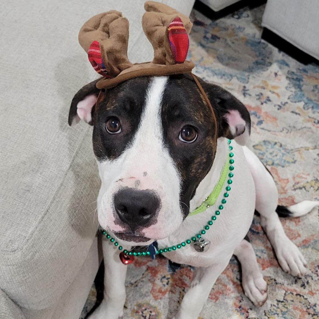 Felix, a Adoptable mixed breed in Houston, TX image 5/6