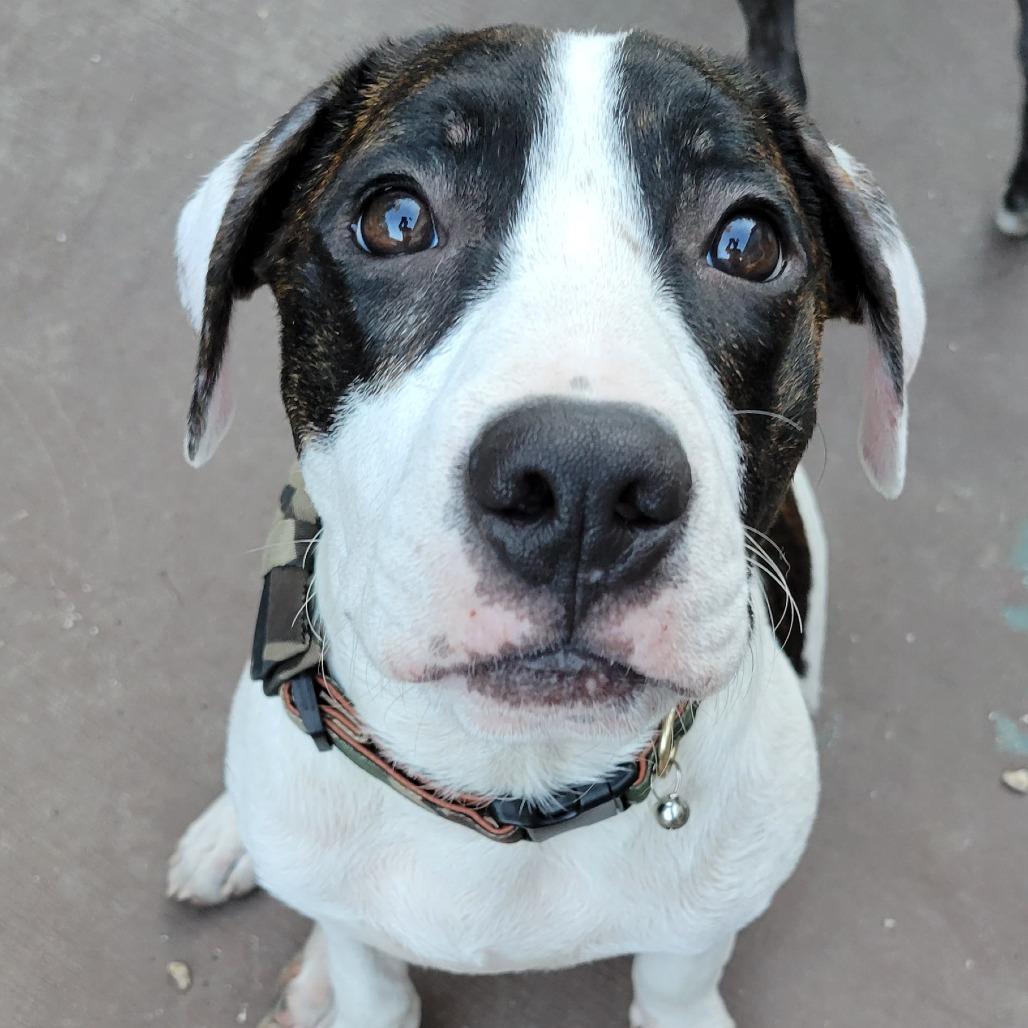 Felix, a Adoptable mixed breed in Houston, TX image 6/6