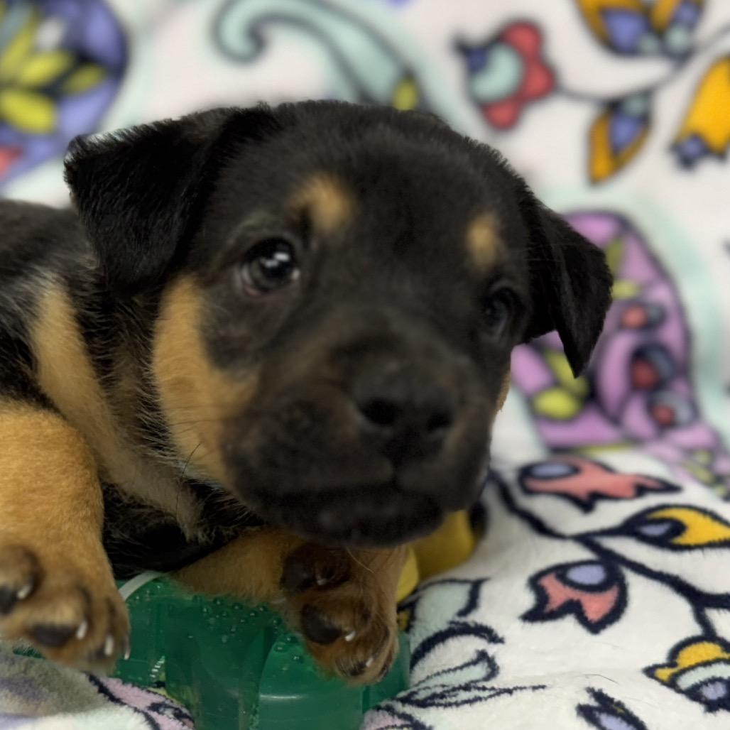 Enlarge Cooper, a Adoptable mixed breed in Pinson, TN image 1/6