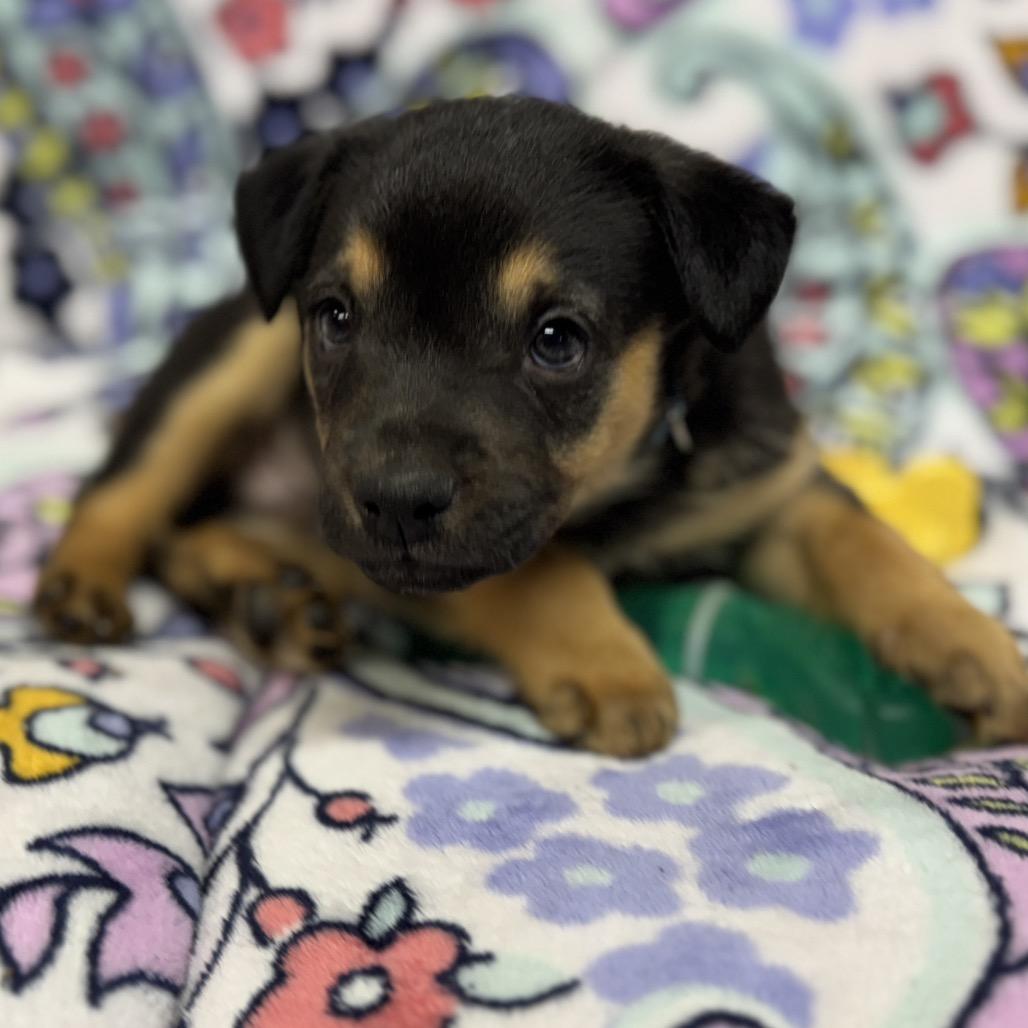 Enlarge Cooper, a Adoptable mixed breed in Pinson, TN image 4/6