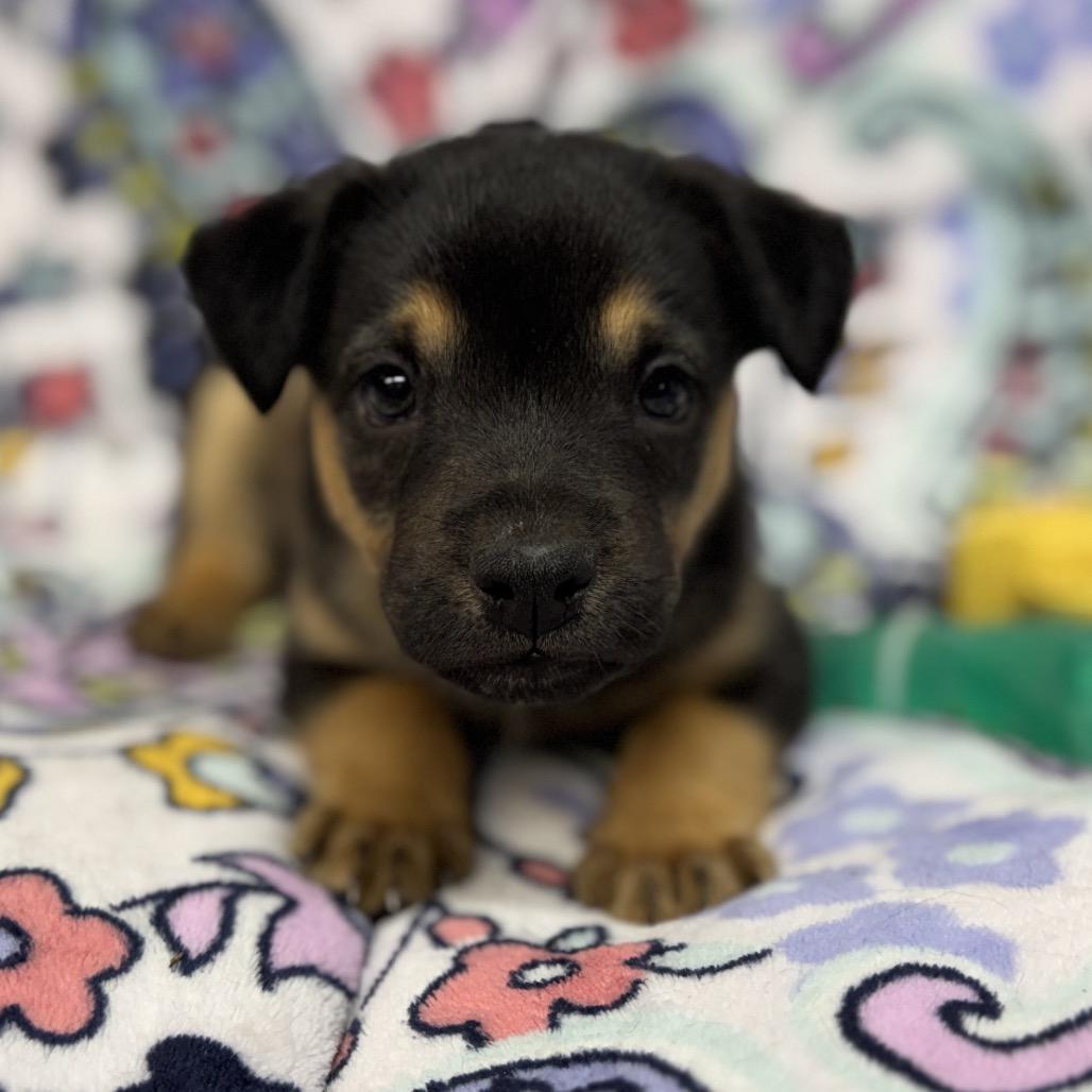 Enlarge Cooper, a Adoptable mixed breed in Pinson, TN image 5/6