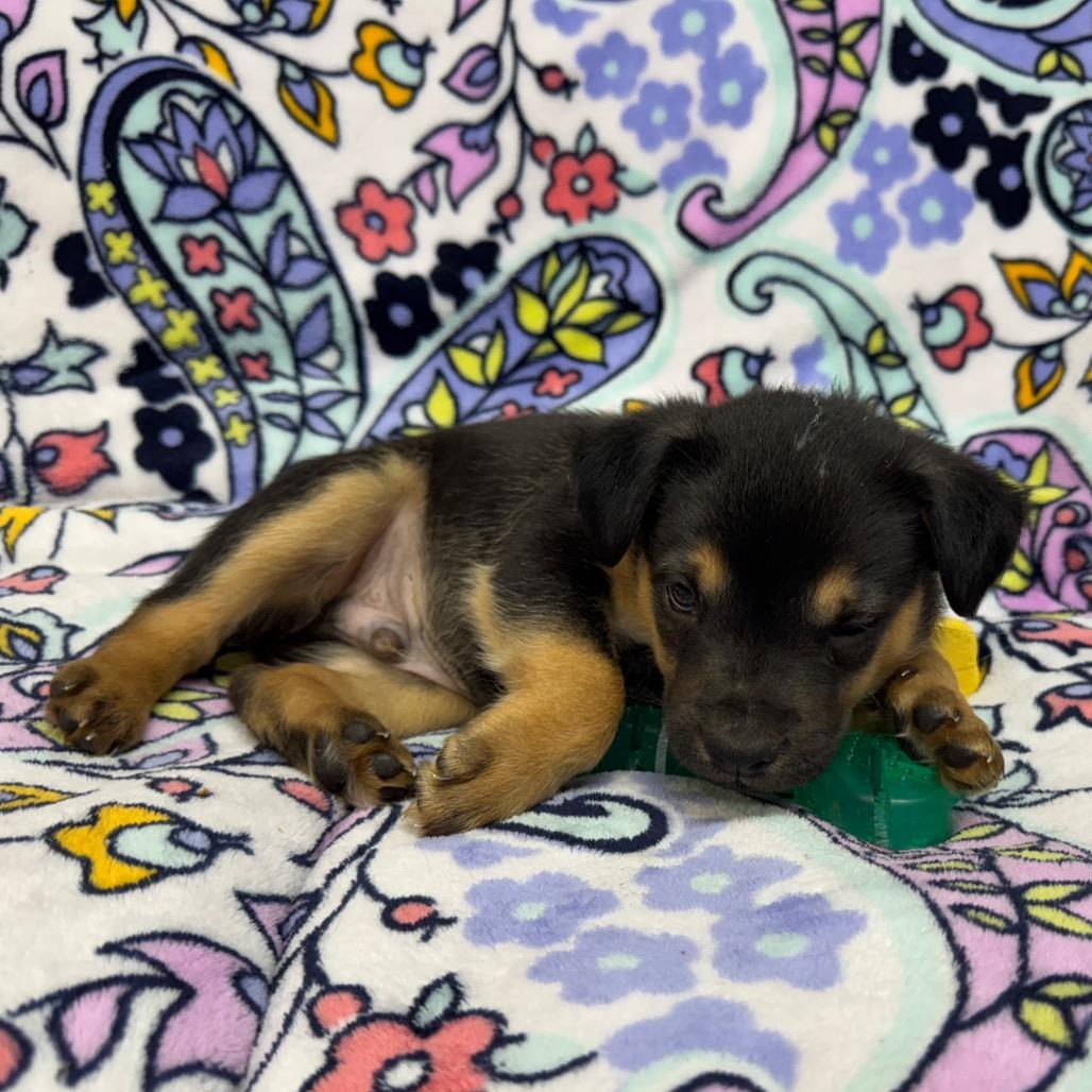 Enlarge Cooper, a Adoptable mixed breed in Pinson, TN image 6/6