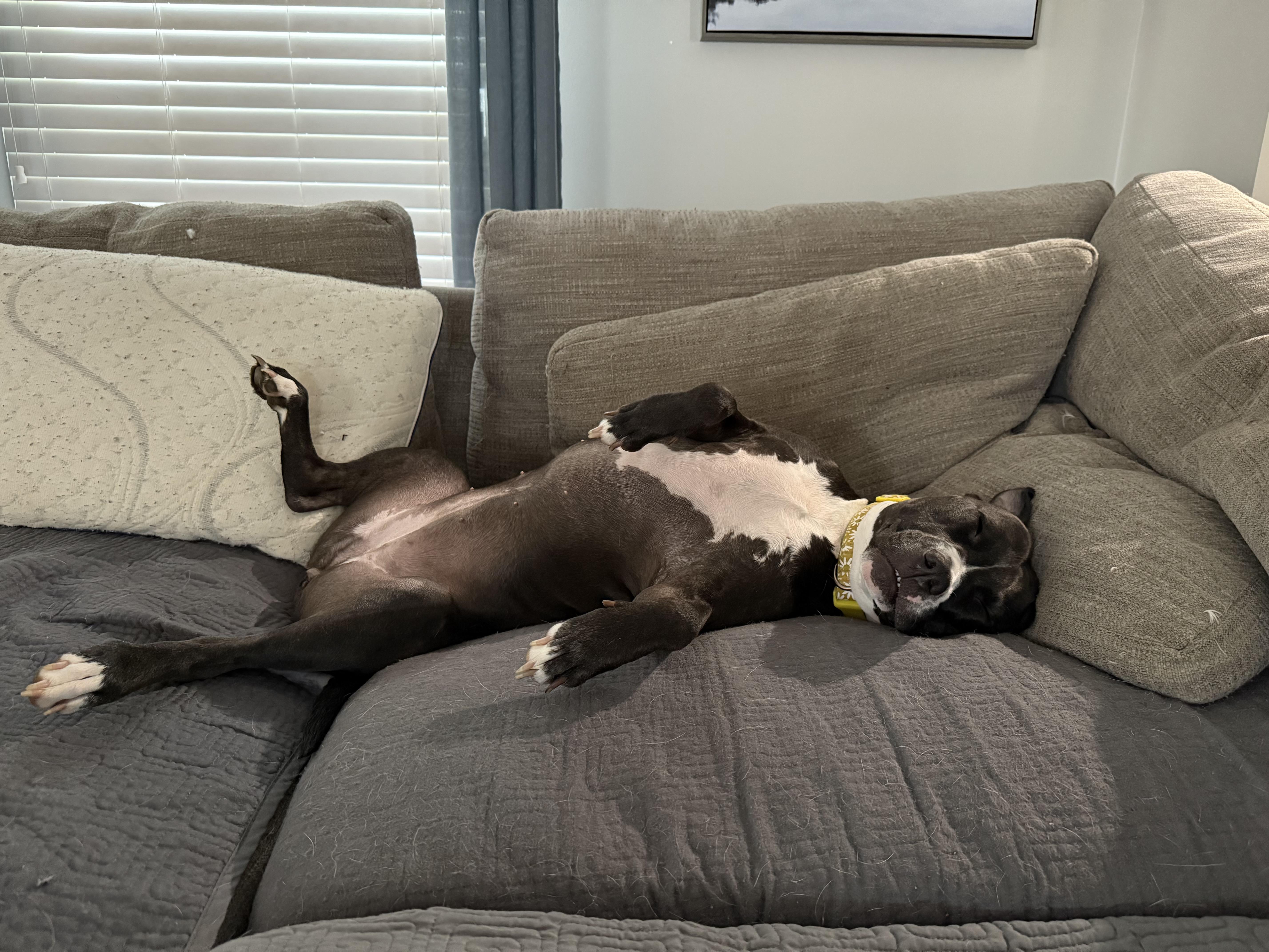 Poppy, a Adoptable mixed breed in Spring hill, TN image 5/6