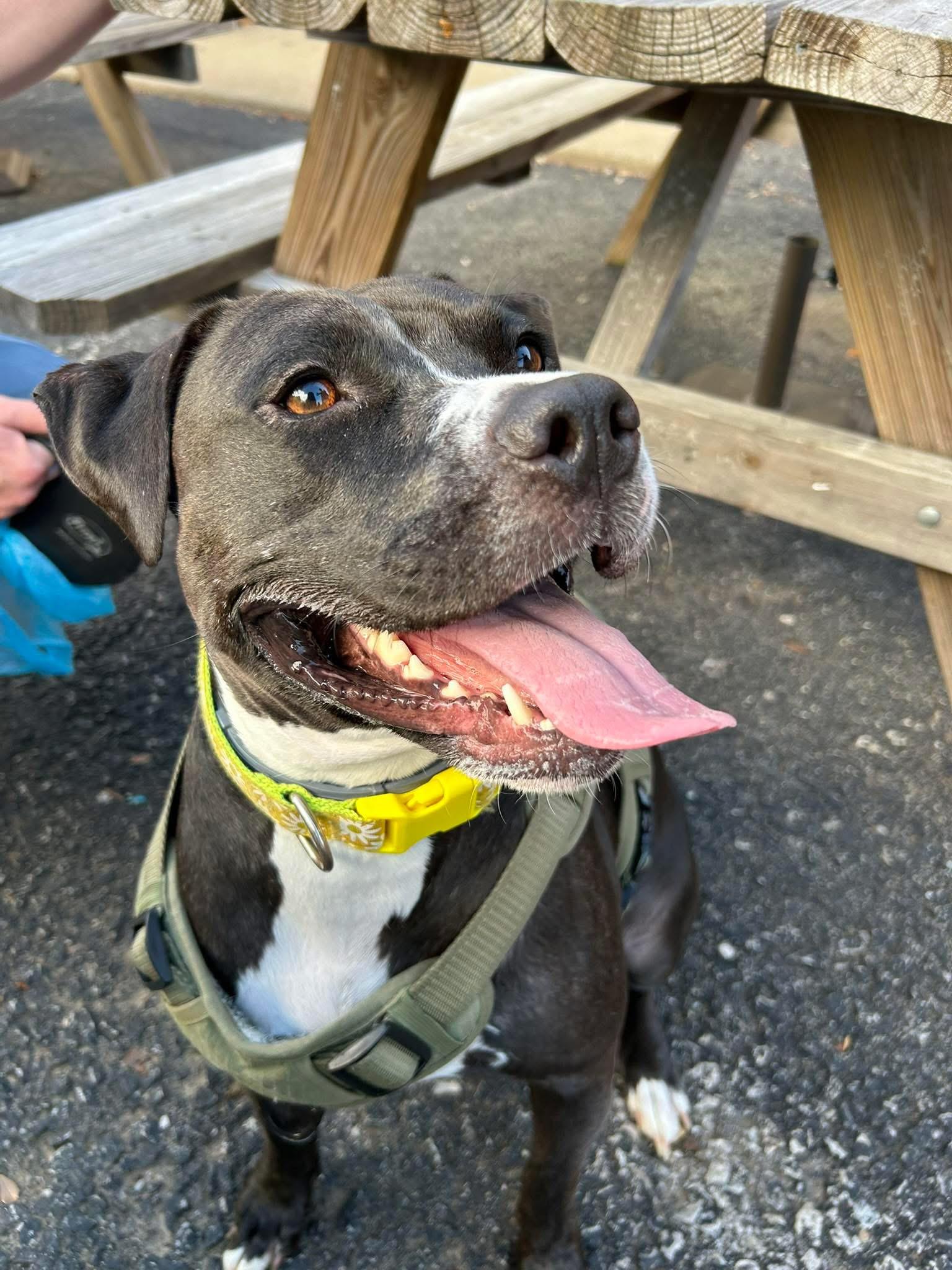 Poppy, a Adoptable mixed breed in Spring hill, TN image 6/6