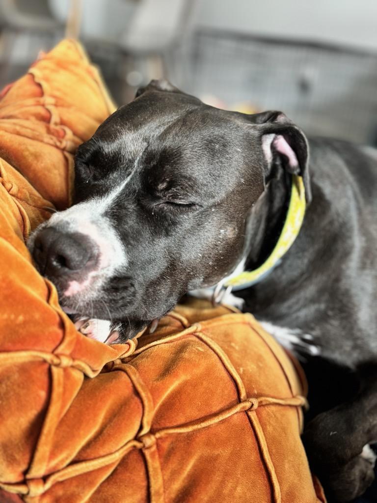 Poppy, a Adoptable mixed breed in Spring hill, TN image 4/6