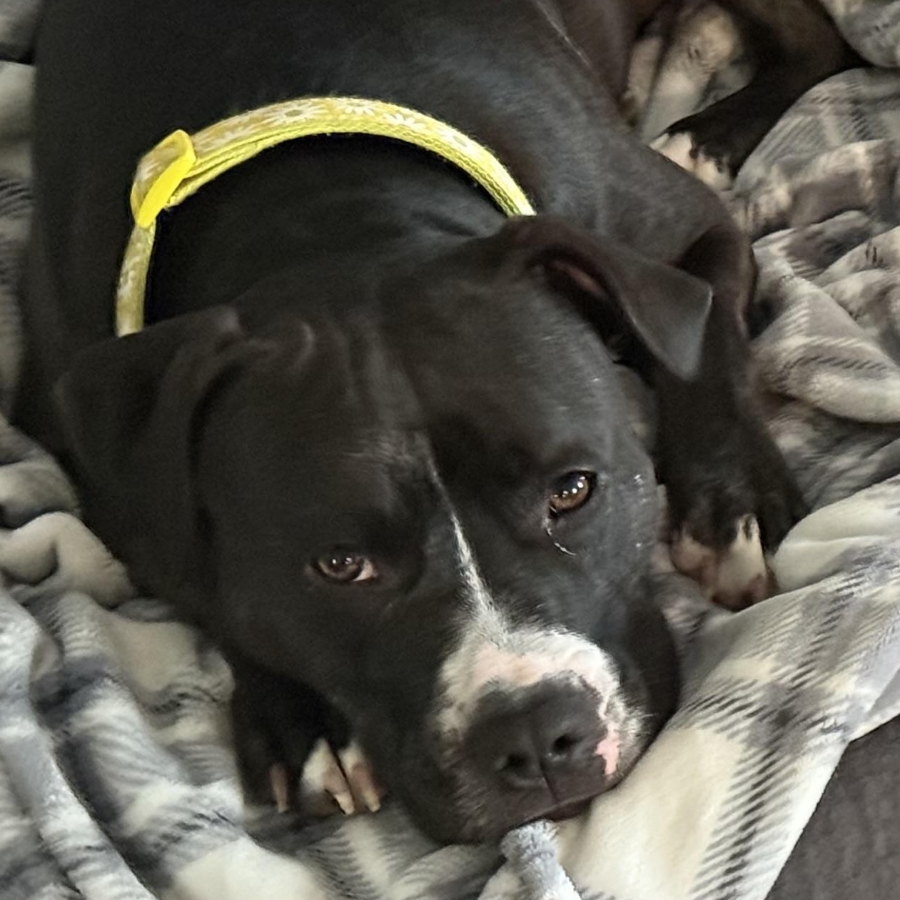 Poppy, a Adoptable mixed breed in Spring hill, TN image 3/6