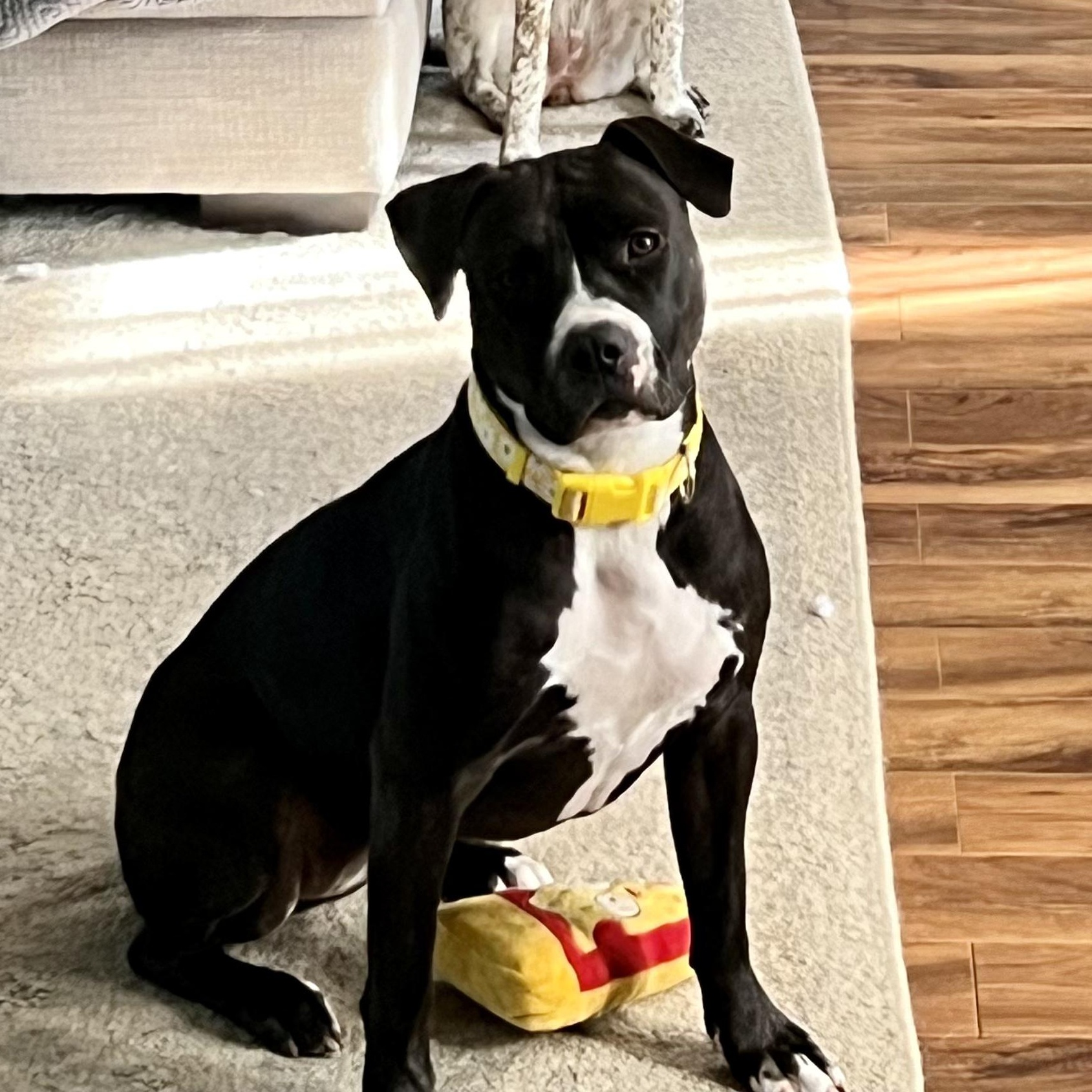 Poppy, a Adoptable mixed breed in Spring hill, TN image 1/6