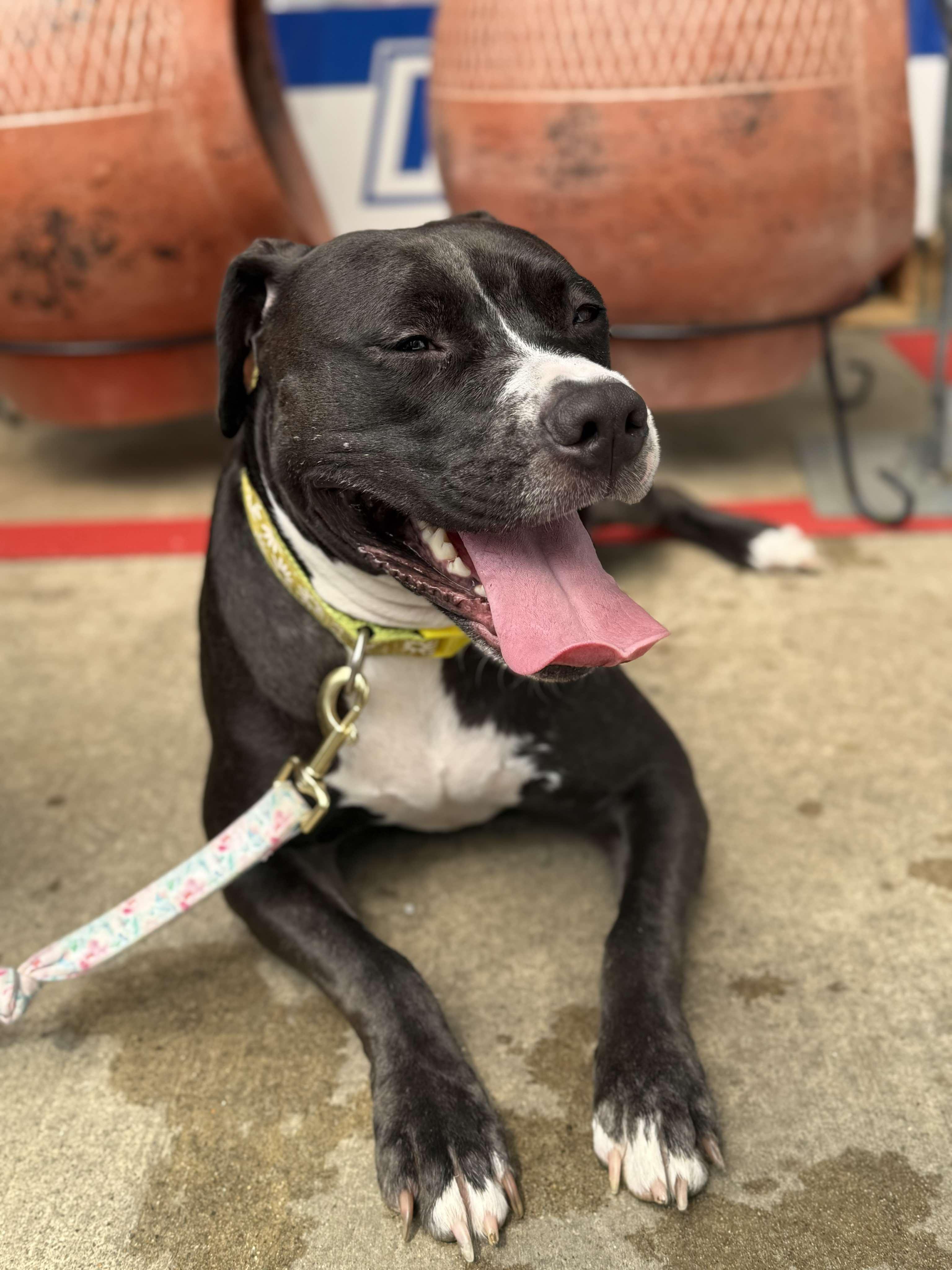 Poppy, a Adoptable mixed breed in Spring hill, TN image 2/6