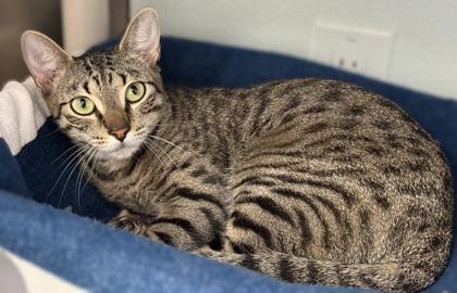 Amare, Adoptable, Adult Female Domestic Short Hair & Domestic Short Hair.