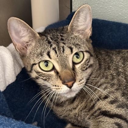 Enlarge Amare, a Adoptable mixed breed in Venice, FL image 2/2