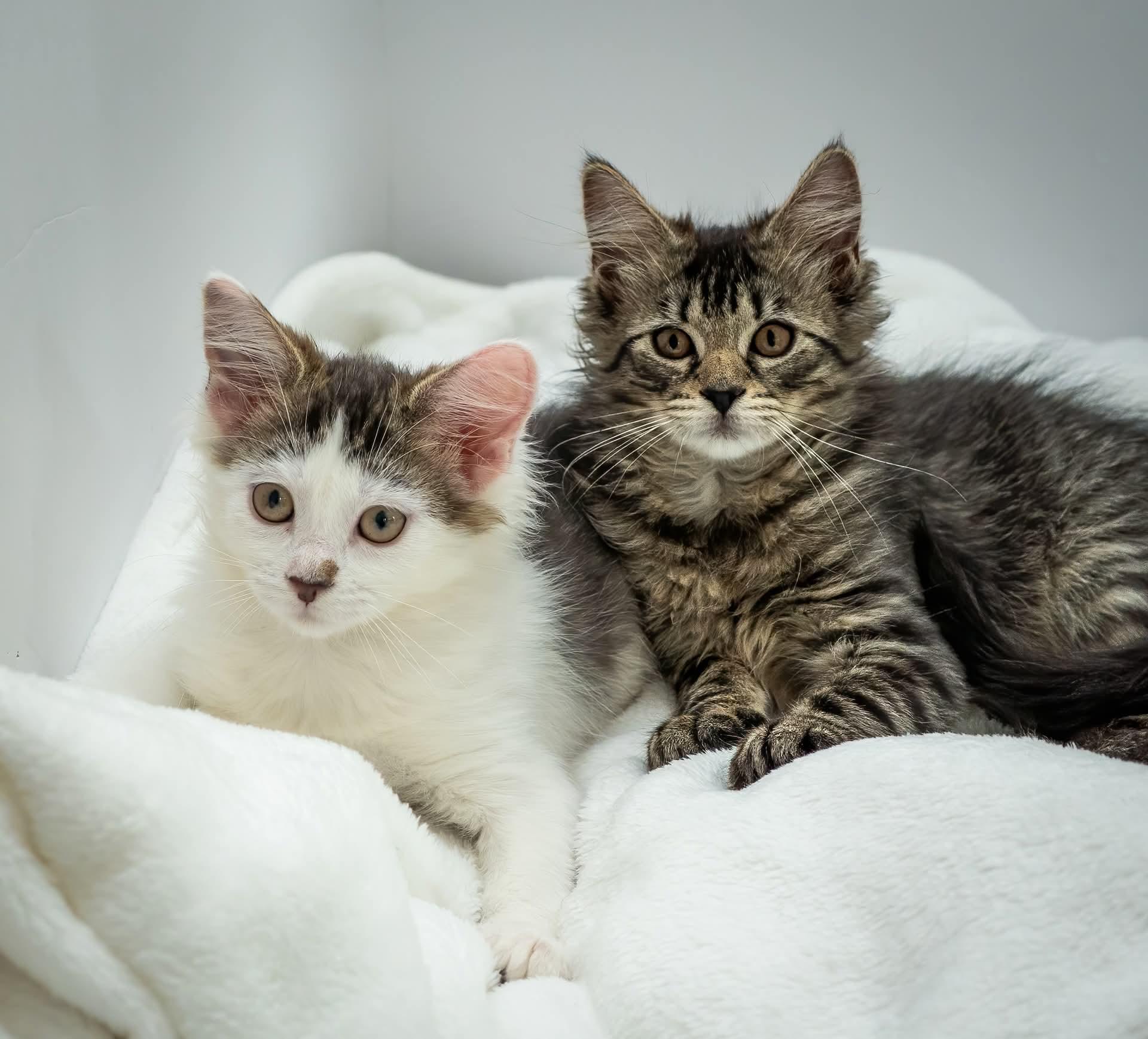 Enlarge Checkers & April, a Adoptable Domestic Medium Hair in Bloomfield, NJ image 1/3